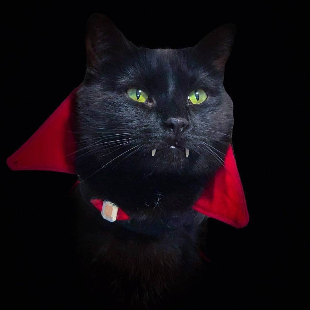 Aww Clubさんのインスタグラム写真 - (Aww ClubInstagram)「It’s spooky season 🎃  🎃@monkandbean   #meowed #monkandbean #blackcat #vampurr #Halloween #Halloween2020  #9GAGHalloween #🎃」10月19日 18時49分 - meowed