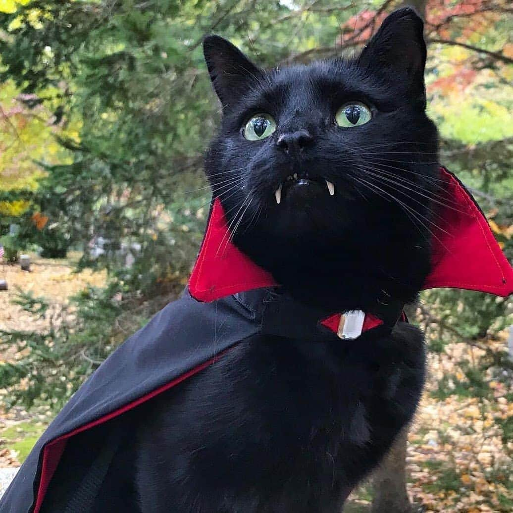 Aww Clubさんのインスタグラム写真 - (Aww ClubInstagram)「It’s spooky season 🎃  🎃@monkandbean   #meowed #monkandbean #blackcat #vampurr #Halloween #Halloween2020  #9GAGHalloween #🎃」10月19日 18時49分 - meowed