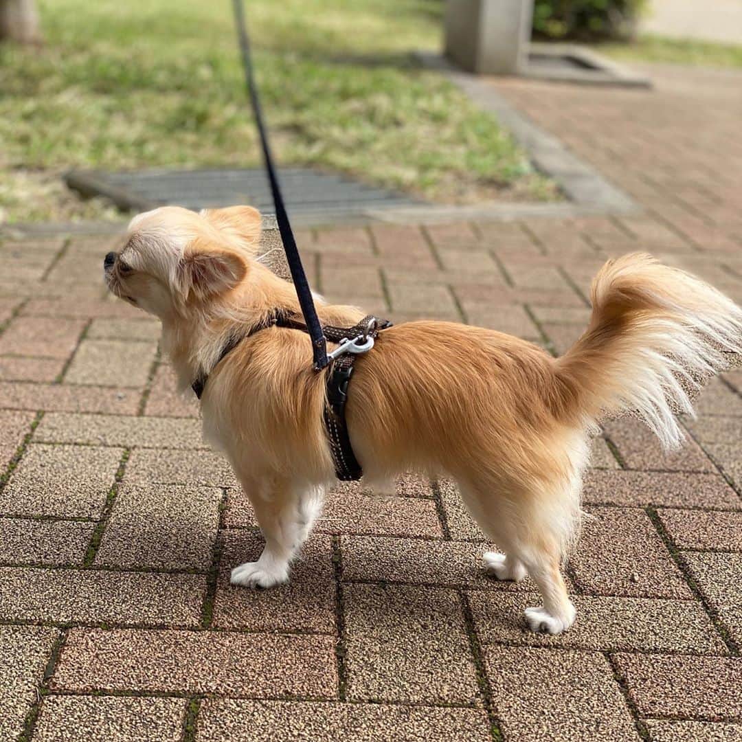 のインスタグラム：「ピノのお散歩グッズとして 新しくお迎えした @alicesdogcat の Haqihana ハキハナ ハーネス✨  首を圧迫しない、脇が擦れない 体に優しいハーネスをずっと探していて やっと見つけました！！  ピノもすごく嬉しそうで よかったー！！！  17種類の豊富なカラーと どんな犬種にも対応可能な 11種類のサイズの中から 選ぶことができます☆  素敵なカラーばかりで どれにしようか すごく迷ったけど ピノはブラウンにしたよ！  5年保証もついているので 安心して使えています☆  引っ張り癖のあるワンちゃんや ハーネスや首輪が外れたりする ワンちゃんにもオススメです⭐️  公式アカウントのプロフィールURLから 購入できるみたいなので ぜひチェックしてみてね♩  #pr #ハキハナ #ハキハナハーネス #Haqihana #いぬすたぐらむ #わんこのいる生活 #ペキチワ  #ミックス犬 #ハーネス #dog」