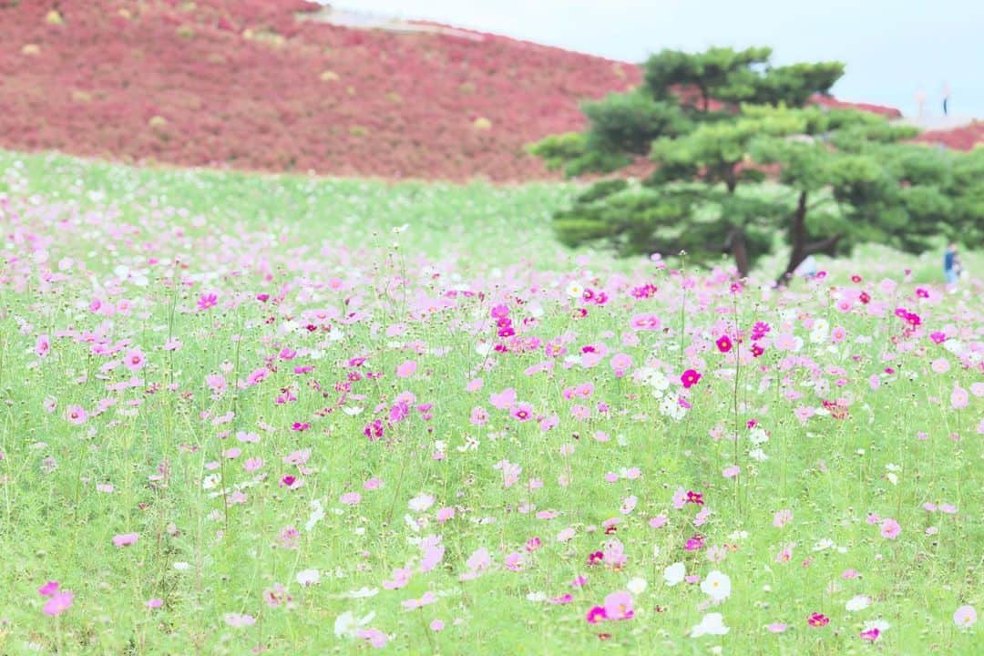 kiccyomuのインスタグラム：「☔️ 2020.10.19 Mon #ひたち海浜公園 みはらしの丘を下から… #コスモス 🌸 ちらほら咲き始めだったけど もう咲いて見頃かな？ #コキア も赤く紅葉してました😊 #心に花を  今日は寒い雨☔️ 明日も元気に🤗  location #茨城 📷撮影 2020年10月12日」