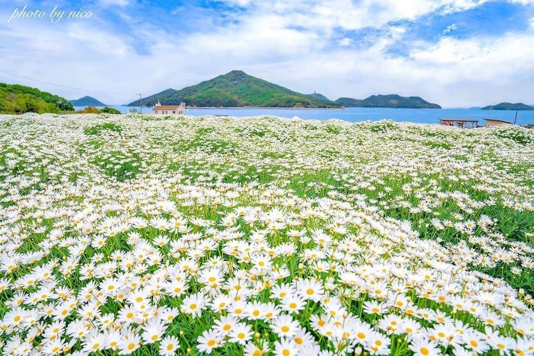 花の写真館のインスタグラム：「Photo by @nico__0205.⠀ https://instagram.com/nico__0205/⠀ .⠀ Original Post[投稿いただいたURL]⠀ https://www.instagram.com/p/CBAhs1Mp-Sq/⠀ .⠀ 本アカウントは、 #私の花の写真 をつけてInstagramに投稿された皆さまの花の写真や、「花の写真館」Facebookページで投稿された花の写真を紹介します。⠀ 「花の写真館」Facebookページは、「 @floral.photograph 」のプロフィールにあるURLからご覧ください。⠀ .⠀ ※各自、政府、自治体など公的機関の指示に従った行動をお願いします。⠀⠀ 東京カメラ部および分室では、写真を「見る楽しみ」を提供することを通して、微力ながら皆様にわずかな時間でも癒しをお届けしたいと思っております。⠀ ※本アカウントは東京カメラ部がFacebook、Instagramのサービスを利用して運営しているもので、Facebook社・Instagramとは一切関係ありません。⠀ .⠀ #花の写真館 #floralphotograph #floralphoto #flower #flowers⠀ Follow: @floral.photograph」