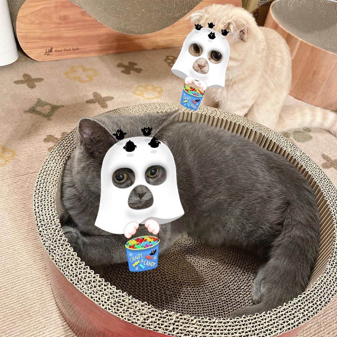 河合あすなさんのインスタグラム写真 - (河合あすなInstagram)「Boo!👻  #猫部  #猫用snow  #catstagram  #cat  #catlife」10月19日 19時31分 - kawai__asuna