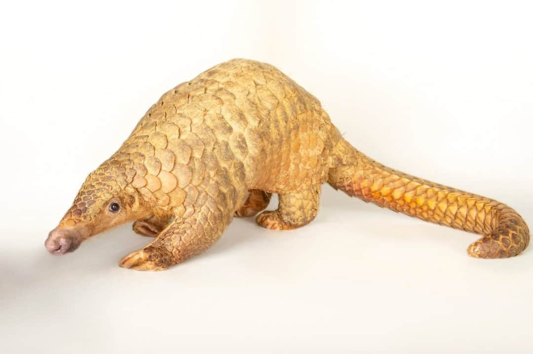 ナショナルジオグラフィックさんのインスタグラム写真 - (ナショナルジオグラフィックInstagram)「Photo by @joelsartore / One of eight pangolin species, the Sunda pangolin, like this one at the Carnivore and Pangolin Conservation Center in Vietnam's Cuc Phuong National Park, is critically endangered and has earned the unfortunate reputation as one of the most trafficked animals in the world. Like their fellow pangolin species elsewhere in Asia and Africa, they are being poached to extinction for their meat and their scales, which are used in traditional Chinese medicine, though there's no evidence that they are effective in improving human health. Many governmental groups and NGOs are working hard to combat the trafficking crisis, but they need your help. Use the power of your network to share this incredible species with as many people as you can and bring attention to the threats they are facing in the wild. To see more species featured in the Photo Ark, follow me @joelsartore. #PhotoArk #savetogether」10月19日 19時39分 - natgeo