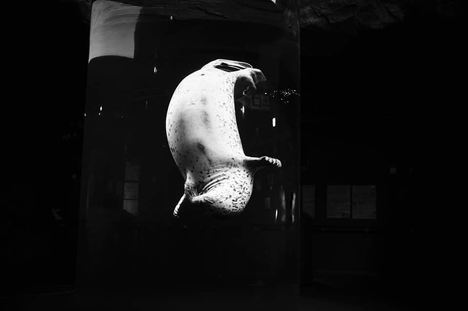 柏倉陽介さんのインスタグラム写真 - (柏倉陽介Instagram)「アザラシのいる空間 📷 #旭山動物園」10月19日 19時45分 - yosuke_kashiwakura