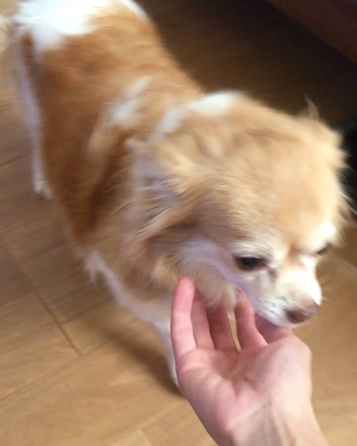 甲斐麻美のインスタグラム