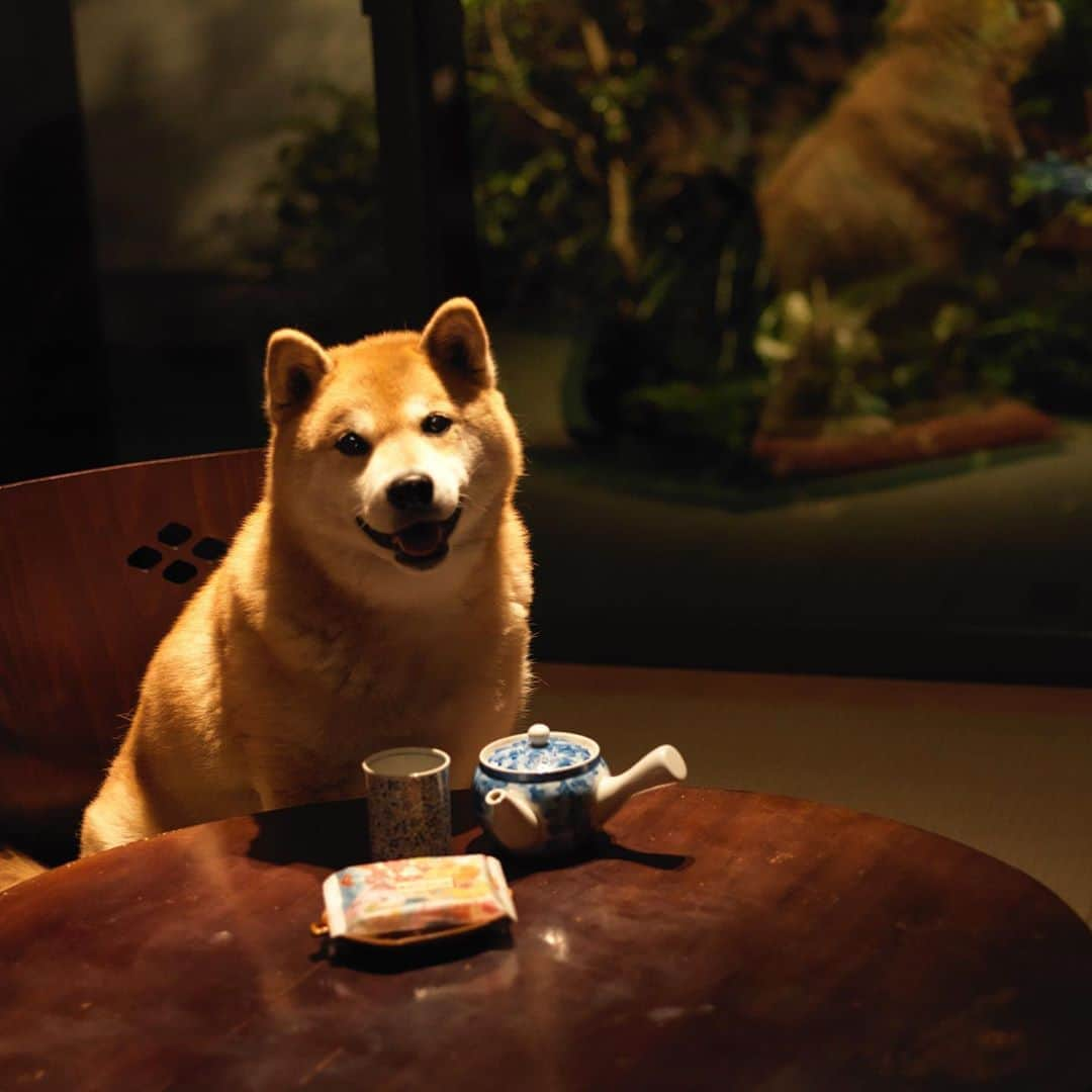 まる（まるたろう）さんのインスタグラム写真 - (まる（まるたろう）Instagram)「Would you like to have some tea？✨🐶🍵✨お疲れ様〜　お茶でもいかが？ #粗茶でございますが  #心を込めて #入れてください #ぬるめでお願いします  #出来ればヤギミルクで #おつまみも軽くお願いします #可能であればで結構です😌 #お手数をおかけします」10月19日 20時02分 - marutaro