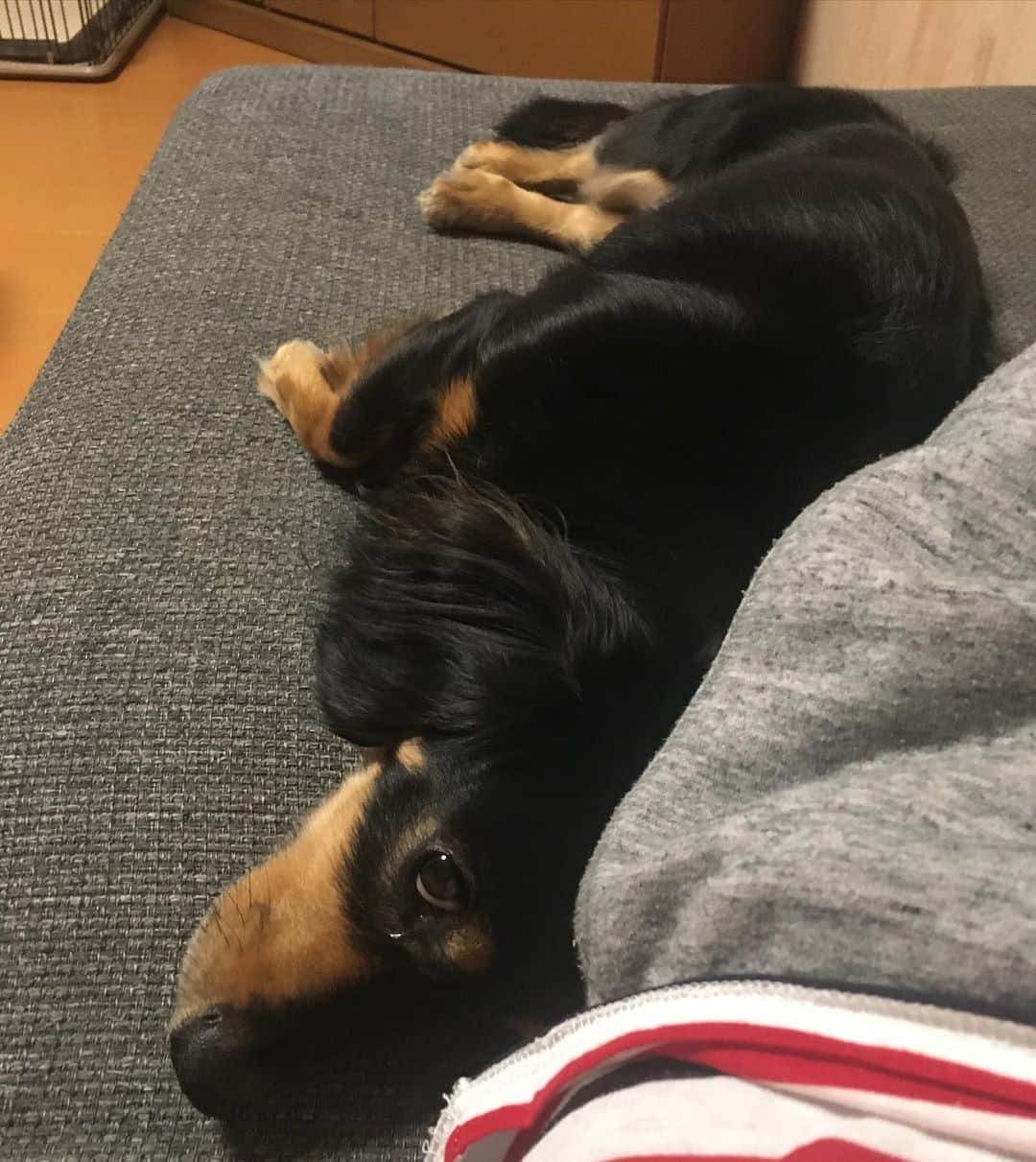 のインスタグラム：「パパの特等席を独占するソラ君🐶　眠たいの😴？　#ミニチュアダックスフンド　#ブラックタン　#犬　#duchshund #dog」