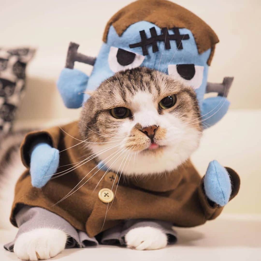 Petioのインスタグラム