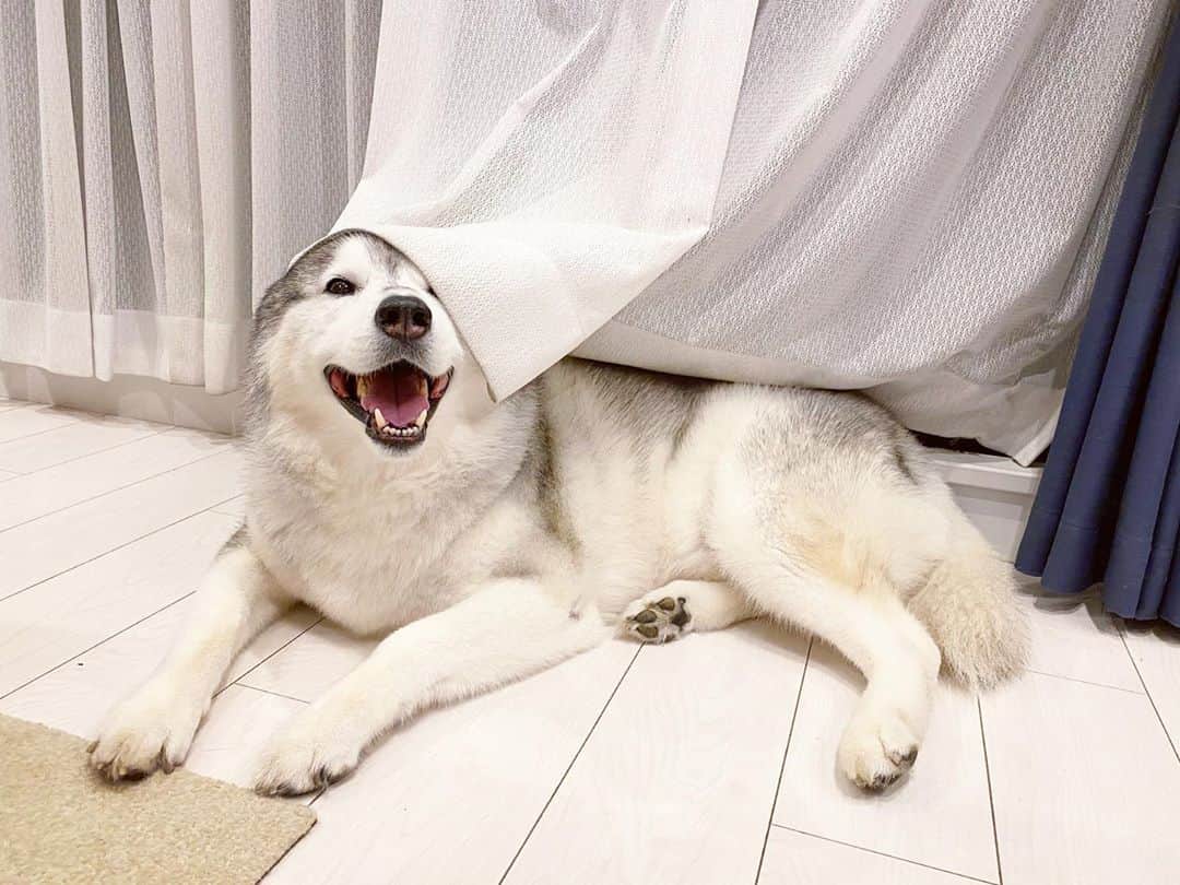 プピプピ文太さんのインスタグラム写真 - (プピプピ文太Instagram)「カーテンうもれブンブ #siberianhusky #husky #dog #シベリアンハスキー　#犬」10月19日 20時24分 - pupipupi_pupipi
