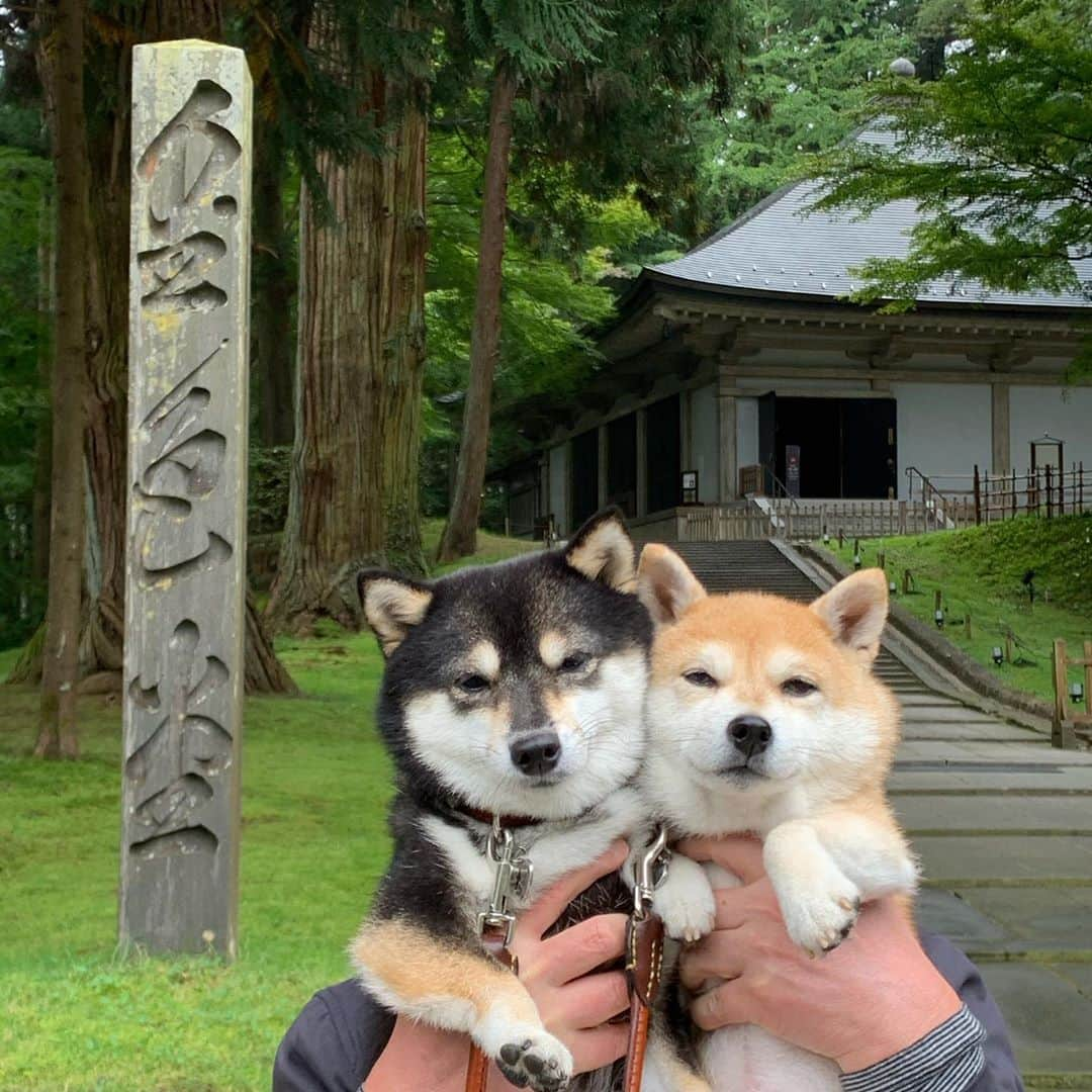 豆柴なつ&ふゆさんのインスタグラム写真 - (豆柴なつ&ふゆInstagram)「We go to Iwate😆🌟 八戸で海鮮食べて岩手観光😆🌟 中尊寺と釜淵の滝💕  #旅行 #travel #岩手 #中尊寺 #中尊寺金色堂 #八戸　#海鮮焼き  #trip#シバフル #わんダフォ #shibamania  #柴犬ライフ#pecoいぬ部 #shiba_snap  #instashiba#cutedogs  #柴犬#shiba #shibainu #shibastagram #いぬすたぐらむ #pecoいぬ部 #犬バカ部 #shibainumag_feature #instafollow #dogoftheday  #🐕📷 #theshibasociety  #柴#proudshibas  #柴犬マニア」10月19日 20時43分 - mameshiba.natsuinu56