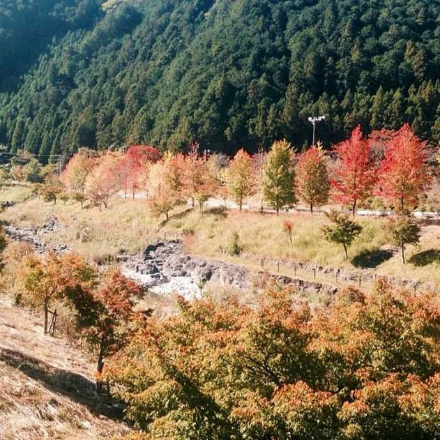 わんわんパラダイスのインスタグラム：「松阪わんわんパラダイスは広大な敷地に清流が流れ、大自然を体いっぱいに感じていただけます🐶🌳 例年では11月下旬に紅葉の見頃を迎えます🍁 わんちゃんと一緒に色鮮やかな紅葉の中お散歩をお楽しみください🐕🎵  #わんわんパラダイス #わんこ #犬がいる生活 #おでかけ #犬 #わんこは家族 #わんこカメラ部 #わんこと旅行 #癒し犬#dogs #犬好きさんと繋がりたい #犬バカバンザイ #わんこと泊まれる宿 #犬バカ部 #いぬすたぐらむ #ふわもこ部  #愛犬 #リゾート #gotoキャンペーン #gotoトラベルキャンペーン #わんパラハッピー」