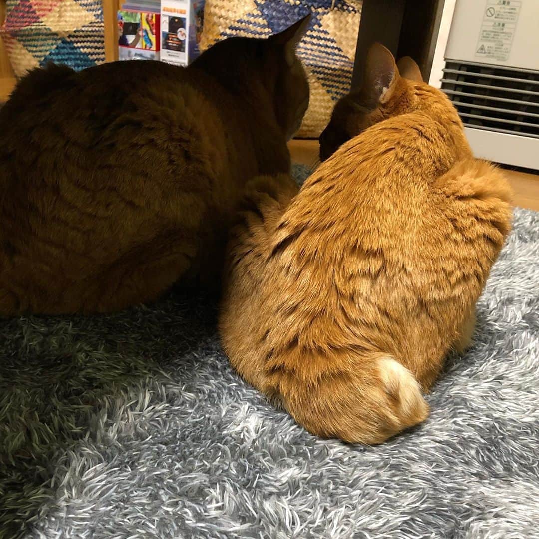 のインスタグラム：「20201019 #1019terrydory ✩ 今夜は ストーブついてないけど ここにいる時間が長くなってきたよ . テリドリに元気玉ありがとうございます♥️ . . #無敵の親バカ同盟#シブにゃん隊over10 #IGersJP#ふわもこ部 #テリドリ2020 ． #rakutenpet#ペトラフ#petio #サンデイ#ペコねこ部#sippoストーリー #sippo#nyancon01#今日のうちの子#peppyフォト部#シマホレスキュー#猫カレンダー2022参加したい#wpe2020秋フォトグランプリ#とろねこチャレンジ . #cat#猫#茶トラ#gingercat#weeklyfluff#ねこ#ネコ」