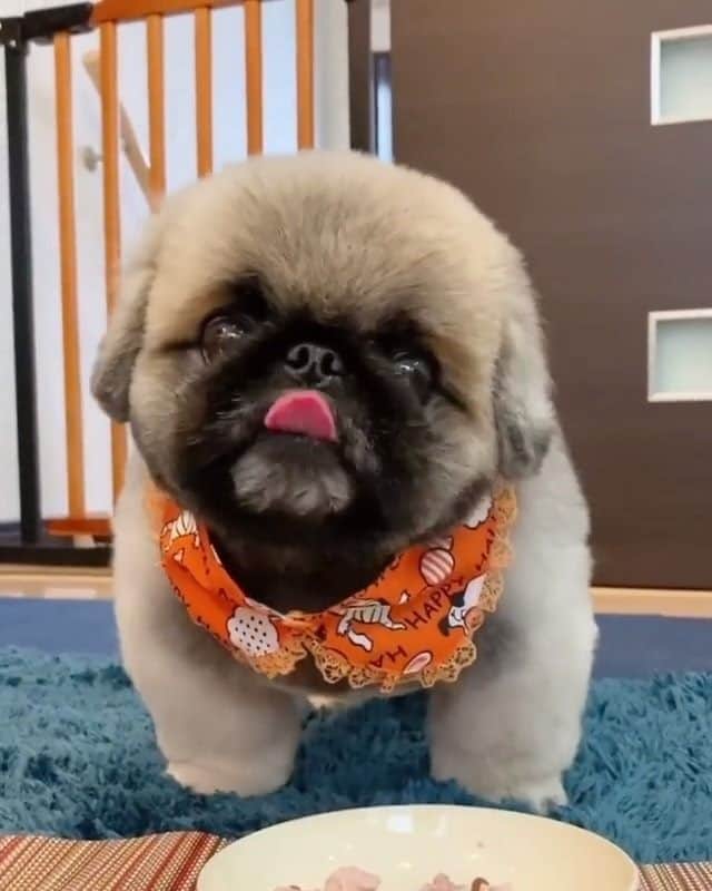 PECO いぬ部のインスタグラム