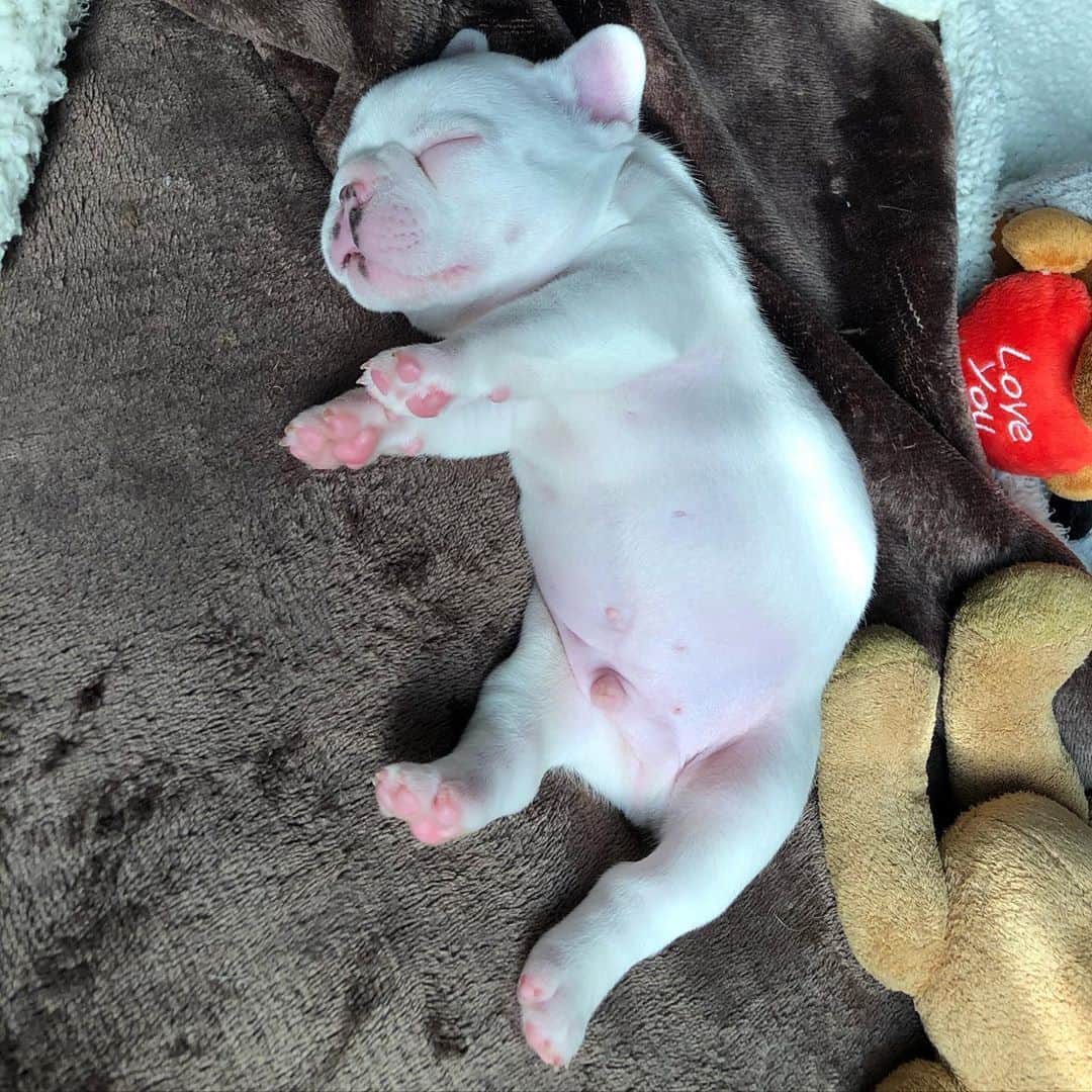 のインスタグラム：「Power Nap 😴 #cute #cutepuppies #frenchies1 #monday #frenchie #frenchbulldog #sleepy」