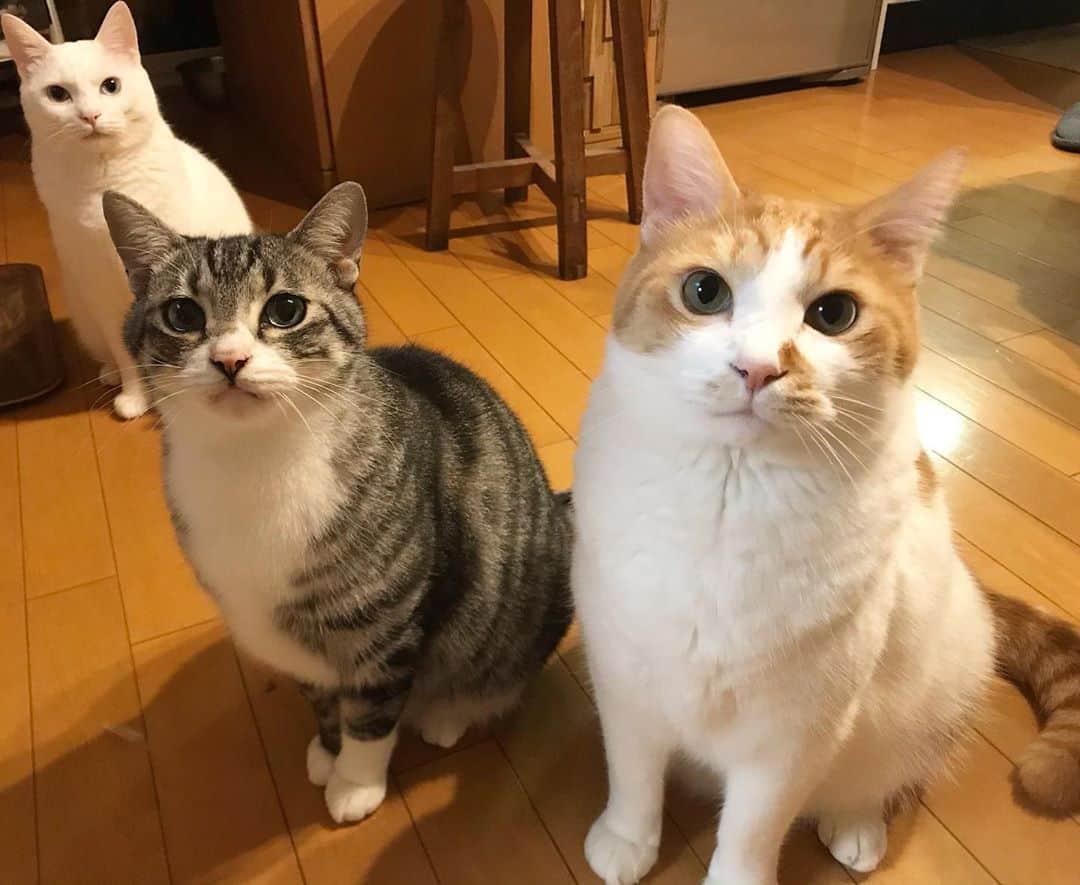 のインスタグラム：「*̣̩⋆̩* . ご無沙汰なpost🐯◎！ 寒くなりましたが みんにゃ元気です- ̗̀ ♡ ̖́- . 最近、お座りは？というと みんなお座りしてくれるらしい😆 (…きっと偶然。もしくは本当に おなかがぺこぺこ🤤笑) . . . #ねこ #catsofstagram #instacat #catstagram #catstagram_japan #ilovecats #peconねこ部 #ねこら部 #小さな猫が大きな癒しにニャる #東北ねこ部 #山形ねこ部 #ふわもこ部 #ペコねこ部 #にゃんすたぐらむ #にゃんだふるらいふ #にゃんとかめら #みんねこ #ねこがいる幸せ #ねこのいる生活 #猫と暮らす #ねことの暮らし #茶トラ白 #白猫 #サバ白」