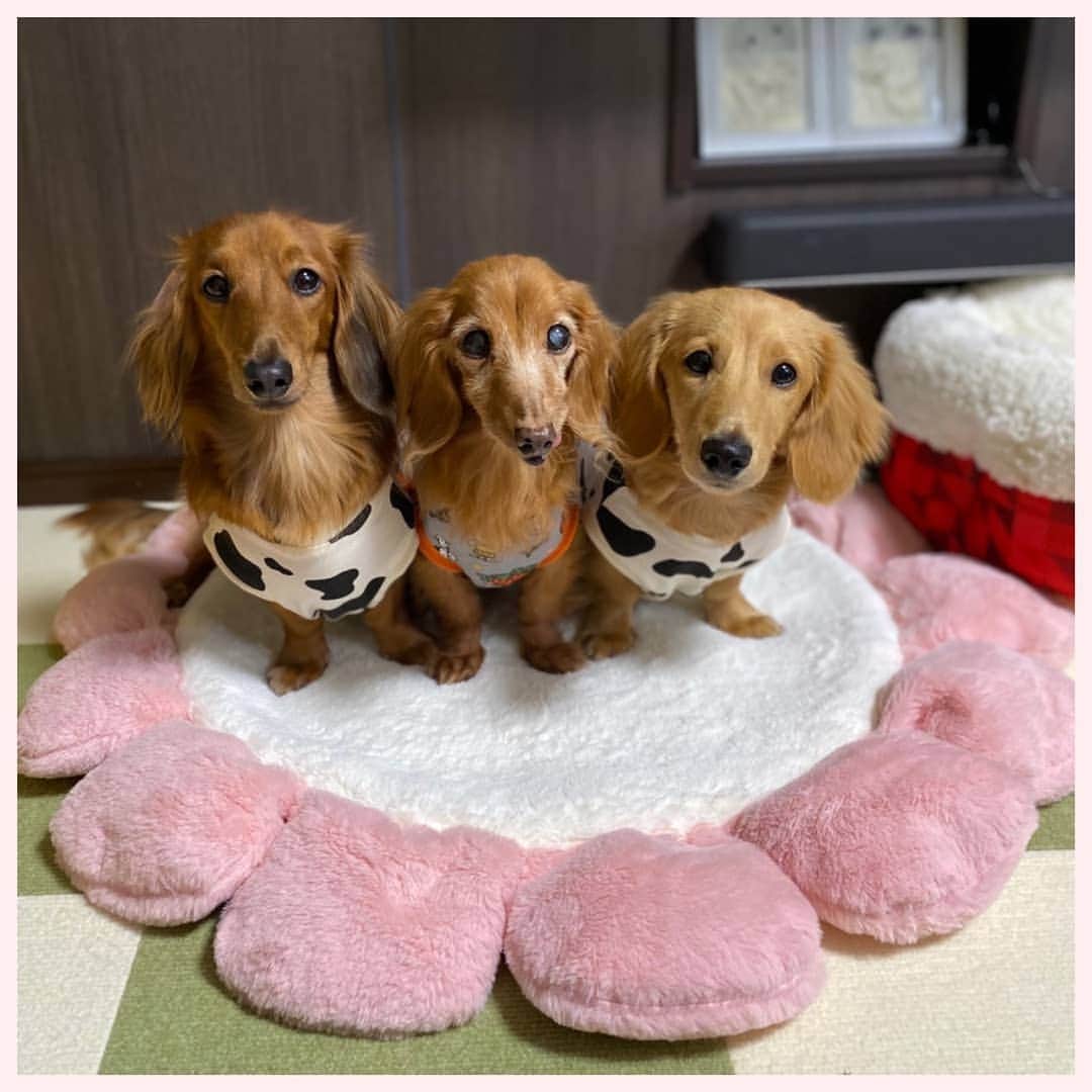 ピックのインスタグラム