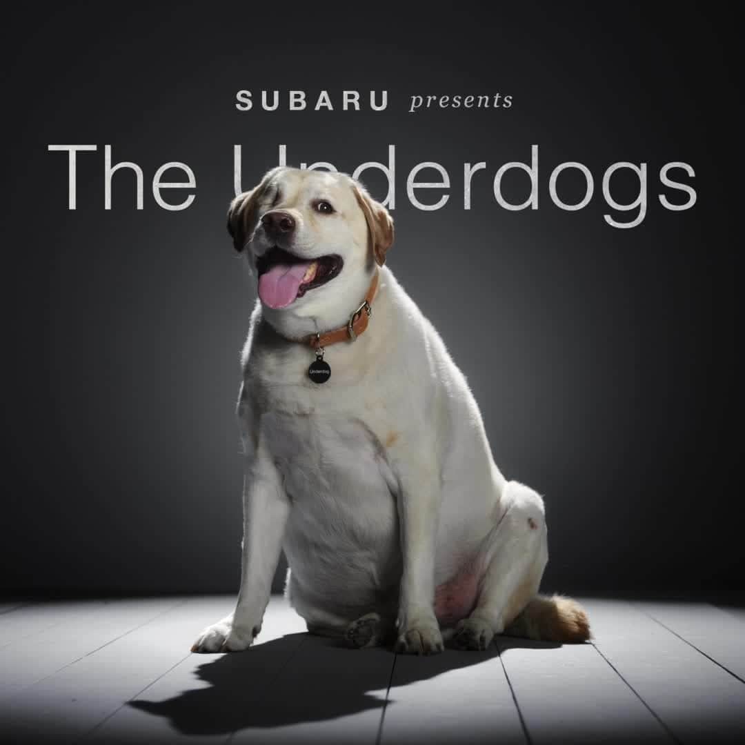 のインスタグラム：「This is Seven. He may have lost an eye, but he didn’t lose any of his cuteness. And, like most one-eyed dogs, he can still go about his day chasing rabbits, digging holes and licking humans.  • All month, Subaru is proud to be helping Underdogs find homes - all leading up to our 2nd annual National #MakeADogsDay on October 22nd.」