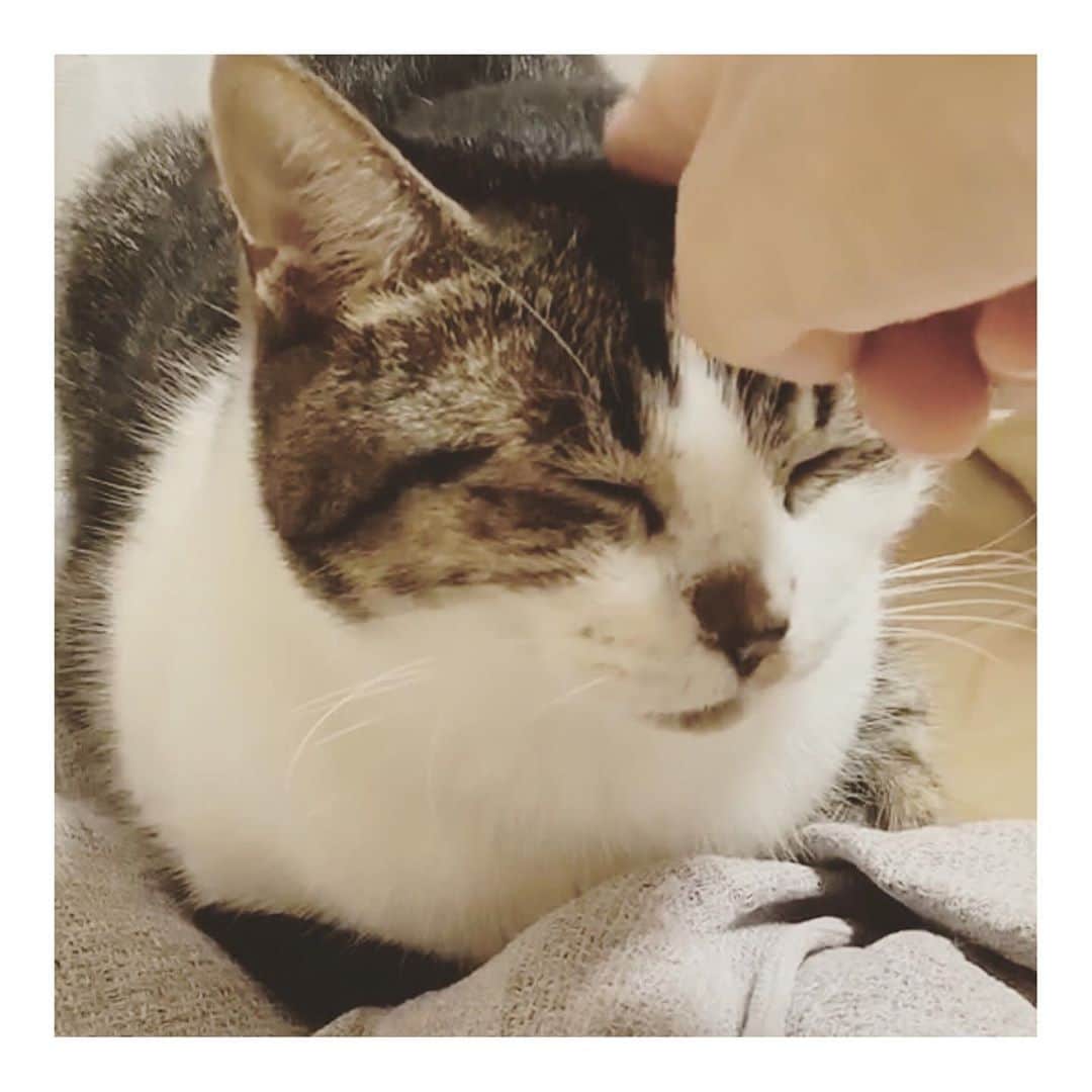 こむぎのインスタグラム：「* 今日はしおくんの通院でした！ 17日に退院して自宅にて投薬のみ。18日は輸液なしで今日19日に血液検査をしたところ、少しだけ数値上がってましたがとりあえずはまずまずの結果に🤔 急にまた数値が上がる子もいるそうですが、しおくんはそこまであがらなかったのでこのまま落ち着いていってくれたら一過性の腎不全という感じになるかな😭 少しではありましたが数値が上がっていたので、病院で皮下輸液してもらいました🙏🏻  しおくん今日も頑張りました👏 このまま自宅で投薬を続けて(ステロイドの量は減りました)次は1週間後の受診予定です✨ それまでにまたリンパ腫の検査結果の連絡も入る予定！ 無事にクリア出来ますように🙏🏻✨  カリカリの食べる量は少なくて20粒くらいしか食べないため、里親さんが1日数回にわけてちょこちょこ食べさせてくれています。 シリンジを使えばエネルギーちゅーるをあげたり投薬も出来るそうなので、少しでも栄養つけてぼちぼちと食欲も戻っていくといいね😭 色々工夫してくださり本当にありがとうございますー🙇🏻 元々食べムラのある子だから、余計に里親さんを大変にさせてしまって申し訳ない…💦 それでも献身的にお世話してくださる里親さんに出会えて本当に良かったよねぇ😭😭  しおくん入院費だけで6万弱でした💦 またそちらは改めて支援金報告の方で載せさせていただきますー🙇🏻支援金本当にありがとうございます😭😭  しおくん元気になれるよ！大丈夫！！🙏🏻✨✨ 引き続きあたたかく見守っていただけますと助かりますー🙇🏻💦💦 #岐阜多頭崩壊レスキュー」