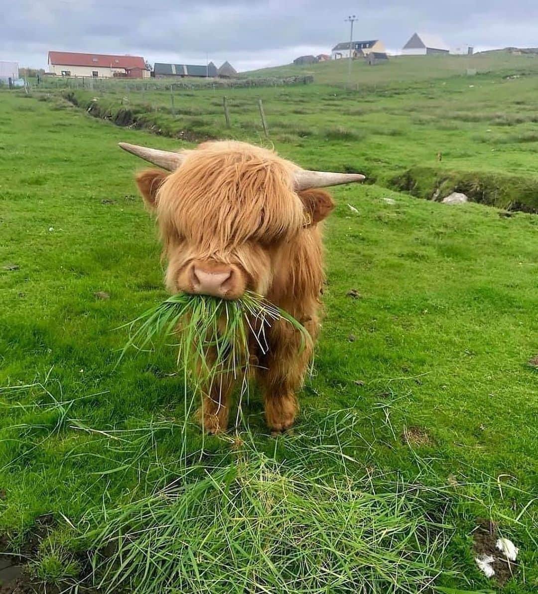 animalsさんのインスタグラム写真 - (animalsInstagram)「Highland Cattle Calf 🐮 Photo by: @chloemayirvine  Location: Whalsay, Shetland Isles, UK」10月19日 22時19分 - babyanmlpics