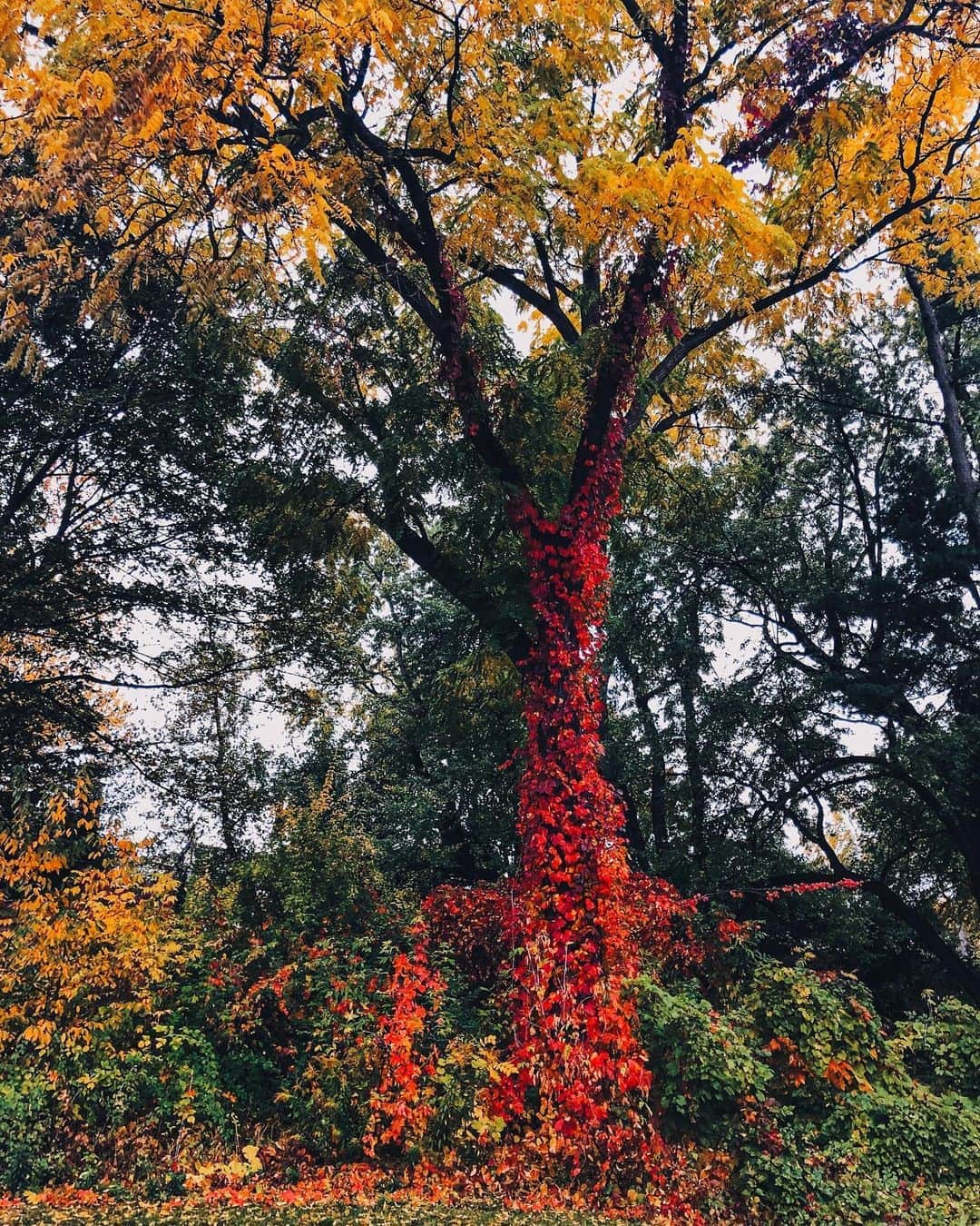 kaelのインスタグラム：「It’s so beautiful here right now」
