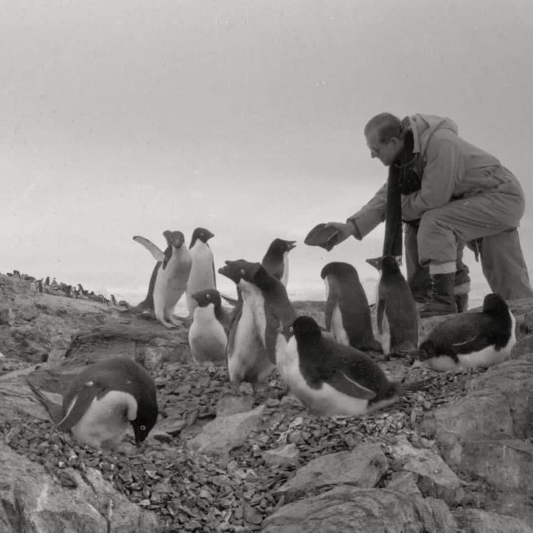 ロイヤル・ファミリーさんのインスタグラム写真 - (ロイヤル・ファミリーInstagram)「Today The Duke of Edinburgh has been succeeded by The Duke of Cambridge as Patron of @btobirds.  The Duke of Edinburgh has been Patron for over thirty years, and has been fascinated by ornithology - the study of birds - for over six decades.   The Duke’s interest in ornithology began as HRH travelled across the Southern Pacific Ocean in 1956. HRH would identify and photograph the native seabirds, including the Adelie Penguins in Antarctica 🐧❄️  During The Duke’s trip, HRH became the first member of the Royal Family to cross the Antarctic Circle, which means he is entitled to join “The Order of the Red Nose”.  Image 1: The Duke of Edinburgh with Adelie Penguins at the Penguin Rookery Base, near Adelaide Island, Antarctica, in 1957  Image 2: A photograph taken by The Duke of Edinburgh of the Adelie penguins in 1957  Image 3: A certificate designed by The Duke of Edinburgh and the artist Edward Seago to mark the Royal Yacht Britannia’s crossing of the Antarctic Circle  Image 4: The Duke of Edinburgh in 1963 with the celebrated British ornithologist Sir Peter Scott, and Minnie, a Bronze Winged Duck 🦆」10月19日 22時59分 - theroyalfamily