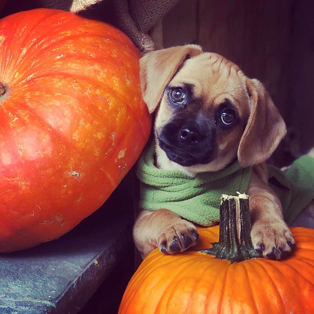 スコット・フォーリーのインスタグラム：「New dog, who dis!?? #DukePumpkinFoley」
