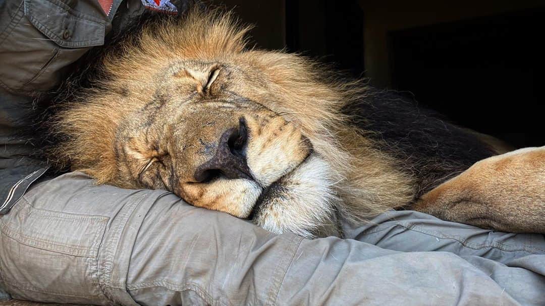 Kevin Richardson LionWhisperer さんのインスタグラム写真 - (Kevin Richardson LionWhisperer Instagram)「We are experiencing a heat wave 🥵 at the moment. Temps are around 38degC today and expected to continue. So what do lions do when temperatures soar?They find a comfortable spot and sleep. It still fascinates me that lions have no problem lying on top of one another in extreme heat, despite being covered in fur coats. The heat really hits their energy levels hard, so they conserve energy and sleep in the day and when it cools down at night they become active again. Makes tons of sense to me. 😁 #heat #heatwave #summer #lion #pillow #catnap #catnaps #sleepingbeauty #letsleepingcatslie」10月19日 23時02分 - lionwhisperersa