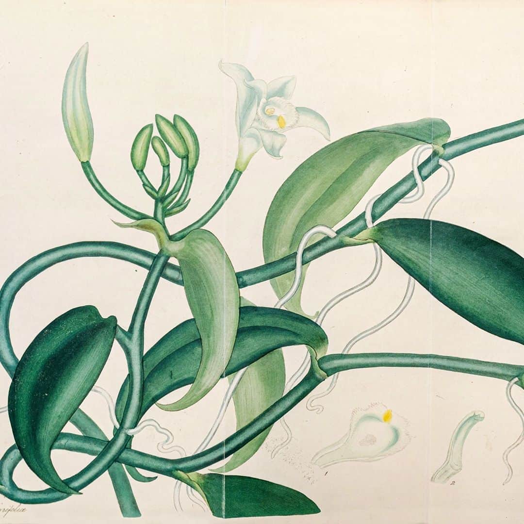 ニューヨーク植物園のインスタグラム：「Edmond Albius was a 12-year-old enslaved Black boy on a plantation in Réunion, an island in the Indian Ocean, when he discovered how to hand-pollinate vanilla orchids in 1841. . As the only orchid of significant economic importance as an edible crop, Albius's 19th-century breakthrough created an entire agricultural industry and introduced much of the world to a sought-after flavor. Almost overshadowed by a French botanist, Edmond’s discovery was nearly erased, along with his name and legacy. You can explore his story from home via the Steere Herbarium's Hand Lens. Hit the link in our bio to hear from Rashad Bell and Nuala Caomhánach, curators of our online exhibit, "Black Botany: The Nature of Black Experience," and learn more about Albius's work. . #BlackBotany #plantlove #nybgathome . Illustration of Vanilla planifolia. Andrews, Henry Charles, (active 1799–1828). The botanist's repository, for new, and rare plants London: Henry Charles Andrews, 1816」