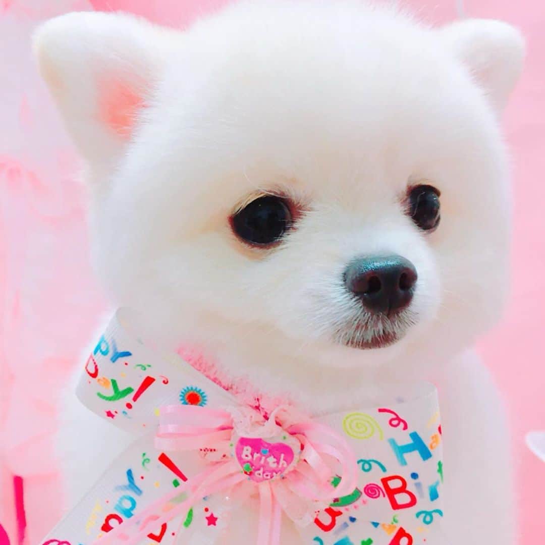 仙石みなみさんのインスタグラム写真 - (仙石みなみInstagram)「.🎀 なぎちゃんお誕生日おめでとう！ 出会ってくれてありがとう。大好きだぁぁぁあ！ . #happy #birthday #trimming #cut #dog #pomeranian #ポメラニアン #love #愛おしい」10月19日 23時20分 - sengoku_minami