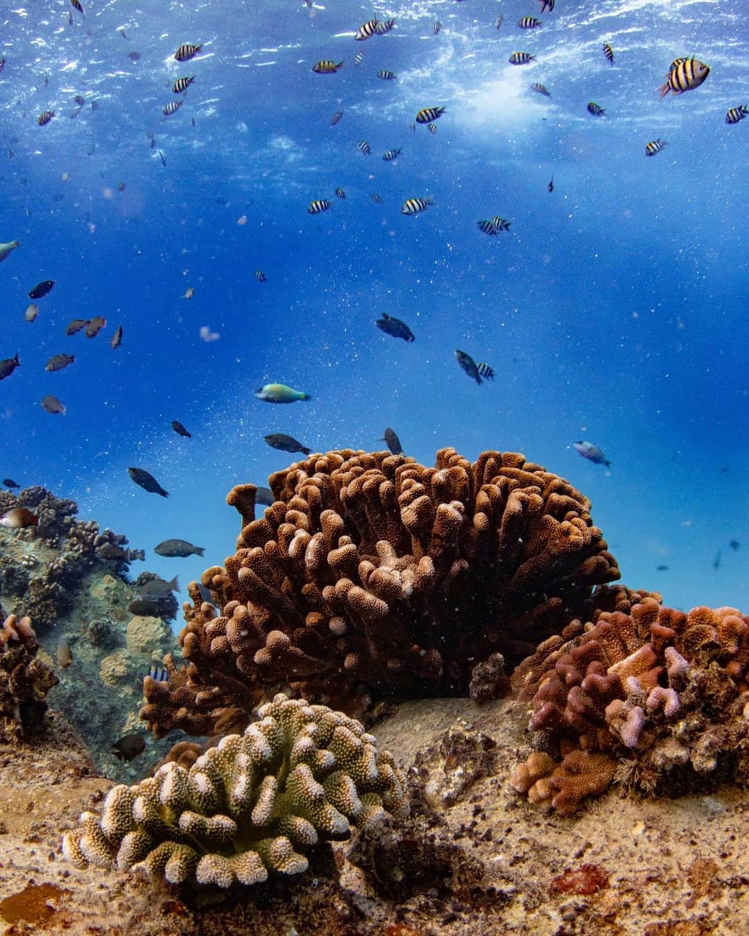 And Youさんのインスタグラム写真 - (And YouInstagram)「We need your help! Check the ingredients in your sunscreen before running into the ocean. Future generations will thank you for helping save the reef!   . . . . .  #sealife #staysalty #underwaterphotography #water_of_our_world #padi #madeofocean #adventureculture #saveouroceans #offshore #bg_underwater #freedive #divedeep #underwaterworld #snorkelaroundtheworld  #hawaiian #hawaiiunchained #hawaiilife #nakedhawaii」10月20日 8時59分 - dolphinsandyou