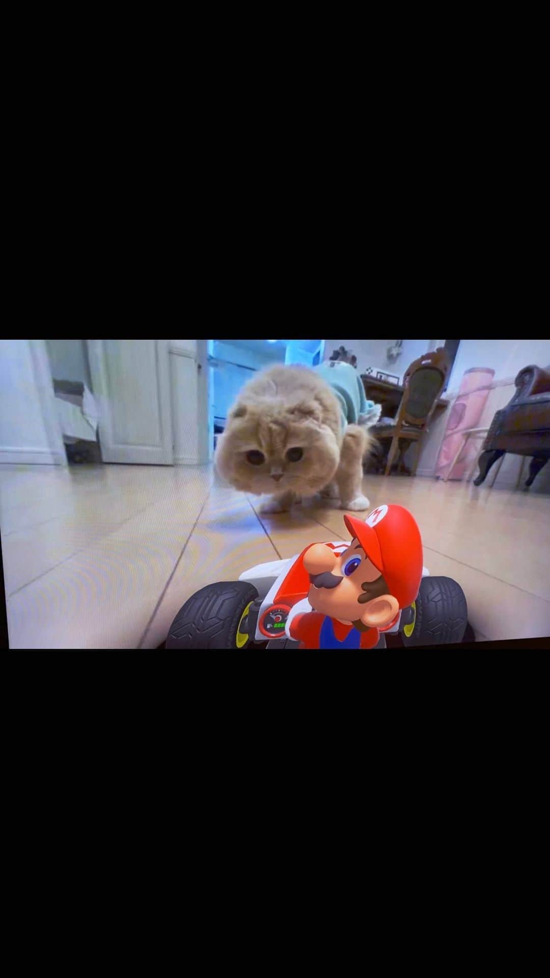 のインスタグラム：「. fluffy Koopa   行く手を阻むニャッパたち マリオはレース出来るかにゃ??  #mariokartlivehomecircuit #マリオカートライブホームサーキット #ニンテンドースイッチ #nintendoswitch #マリオと猫 @nintendo_jp @nintendoswitches   #ミヌエットのベルちゃん #スコティッシュフォールドのすずちゃん  NAME : Bell  ベル Breed : minuet  ミヌエット 🎂 : 2016.5.15  4歳 ・ NAME : Suzu すずちゃん Breed : Scottish fold スコティッシュフォールド 🎂 : 2018.3.21 2歳 . NAME : Lindor リンドール Breed : Teacup poodle ティーカッププードル 🎂 : 2019.7.18〜2020.9.14  1歳」