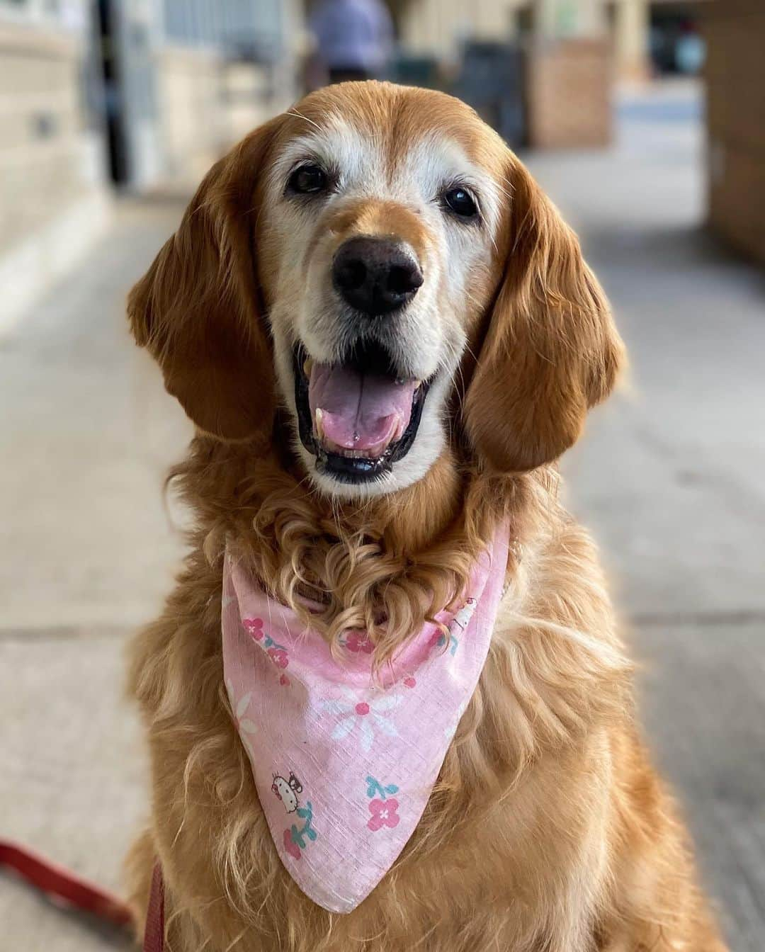 The Dogistさんのインスタグラム写真 - (The DogistInstagram)「Cassie, Golden Retriever (15 y/o), Windsor Green Shopping Center, Princeton, NJ • “Everyone thinks she’s sweet and well behaved and that I trained her to be like that, but she’s just like that. She deserves the credit. She used to sing but now that she’s older she can’t really do it.”」10月20日 9時13分 - thedogist