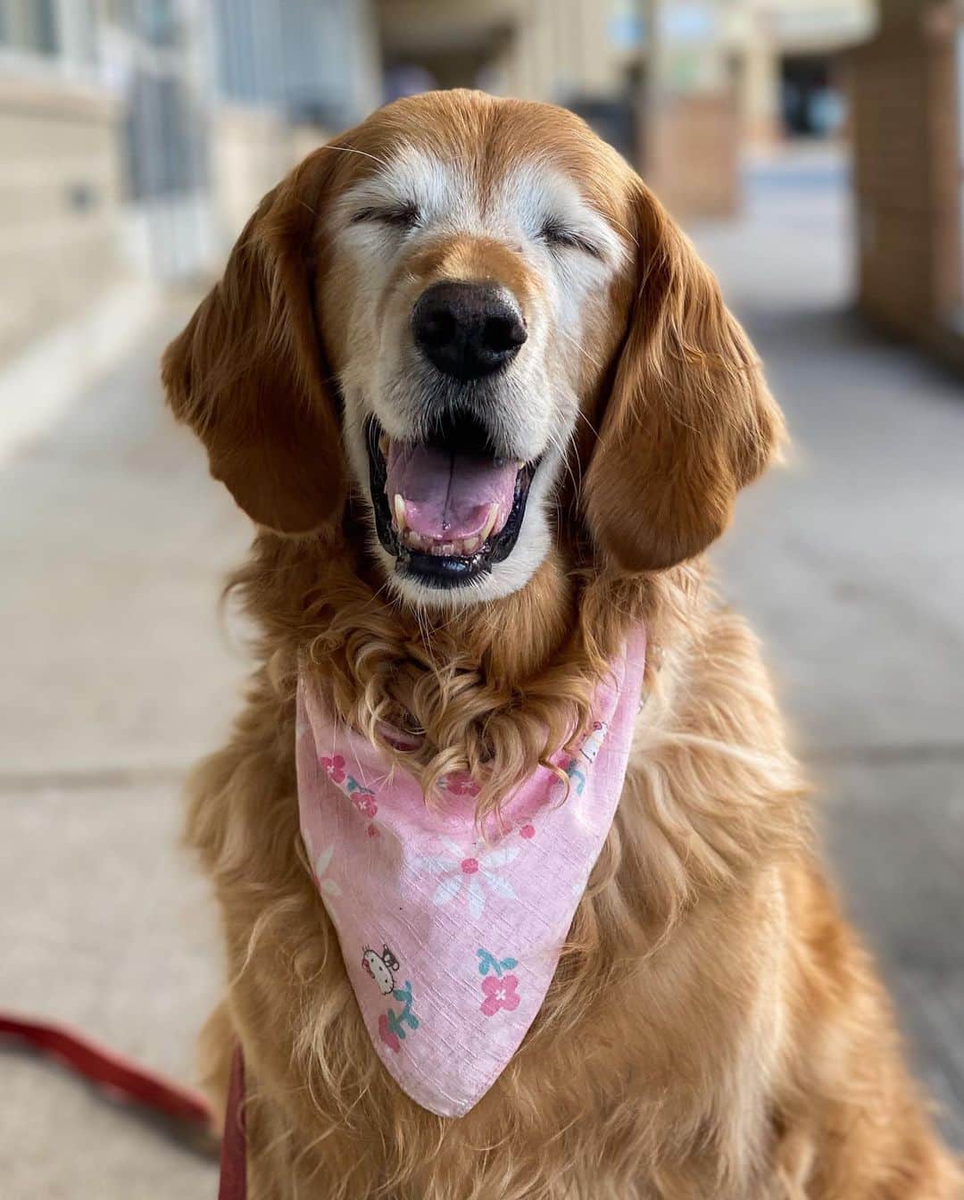 The Dogistさんのインスタグラム写真 - (The DogistInstagram)「Cassie, Golden Retriever (15 y/o), Windsor Green Shopping Center, Princeton, NJ • “Everyone thinks she’s sweet and well behaved and that I trained her to be like that, but she’s just like that. She deserves the credit. She used to sing but now that she’s older she can’t really do it.”」10月20日 9時13分 - thedogist
