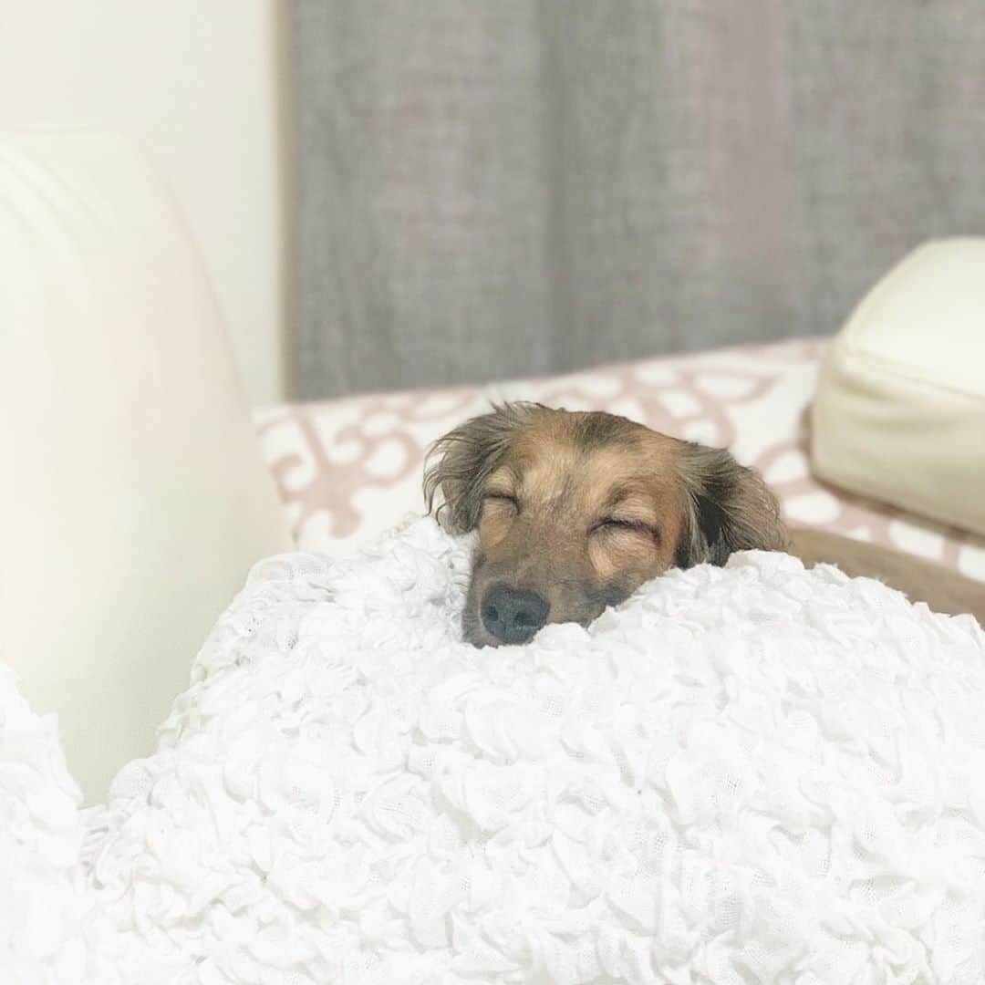 藤川沙弥のインスタグラム：「今日も朝から賢いお犬様🥺👏🏻笑 毎日最強の癒しをありがとう❤️ 親バカすぎてついに ラインスタンプ作ろうと試み中⸝⸝⸝🐶」