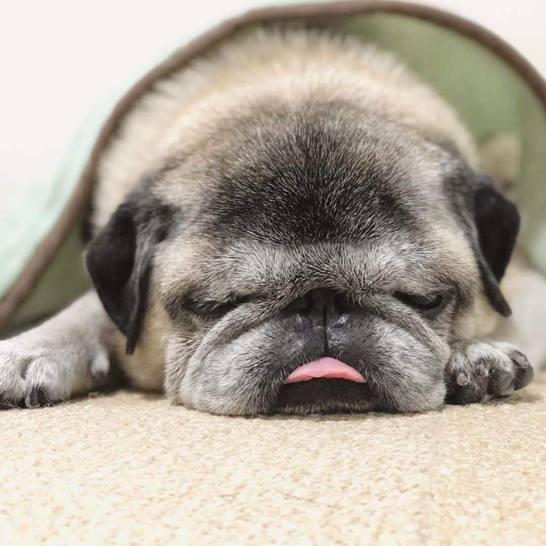 八兵衛のインスタグラム：「Hachibei😪 * * *  #ほぼ黒パグ #おじいちゃん犬 #pug #puggy #puglife #puglove #petstagram #pugstagram #pugsofinstagram #pugs #dog #ふわもこ部  @igersjp #IGersJP #east_dog_japan #pecoイヌ部 #八兵衛 #はちべえ #sippoストーリー」