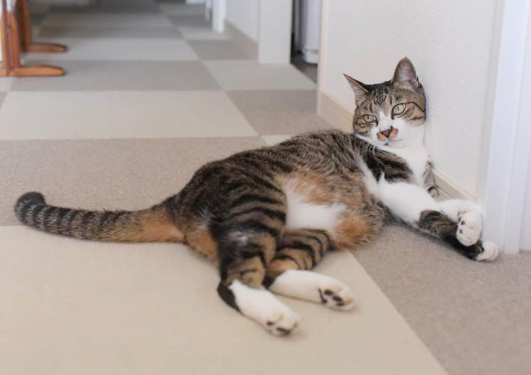 meekooのインスタグラム：「猫になって一日中ゴロゴロしたいなぁ(๑′ᴗ‵๑) #仕事がんばろう」