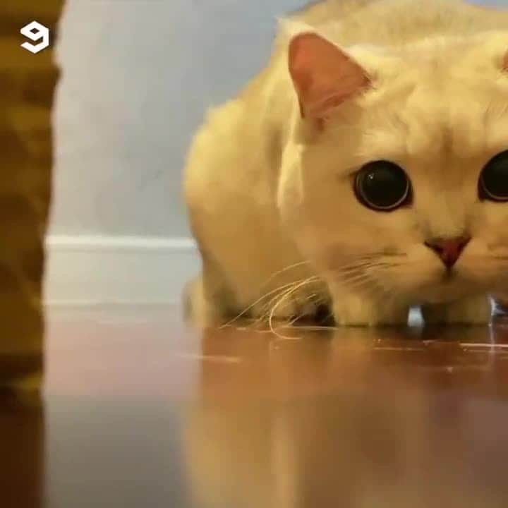 のインスタグラム：「[🔊]doin me a scare⠀ ⠀ #meowed #BSH #britishshorthair #soundon #voluemup #🔊 #Tomandjerry #waitforit」