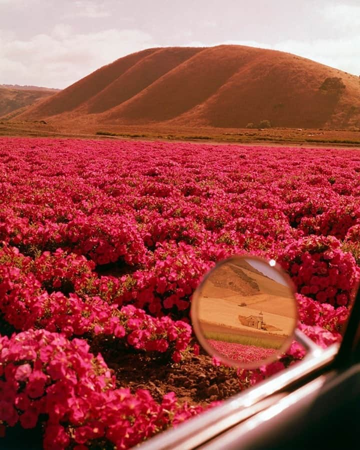 lifeさんのインスタグラム写真 - (lifeInstagram)「From the October 19, 1962 issue of LIFE: "The demure little petunia multiplied a millionfold all but takes over the gentle Lompoc Valley..." For more photos from LIFE's issue on the natural beauty of California, see the link in bio. (📷Ralph Crane/LIFE Picture Collection) #thisweekinlife #petunias #kodachrome #1960s #sideviewmirror」10月20日 1時45分 - life