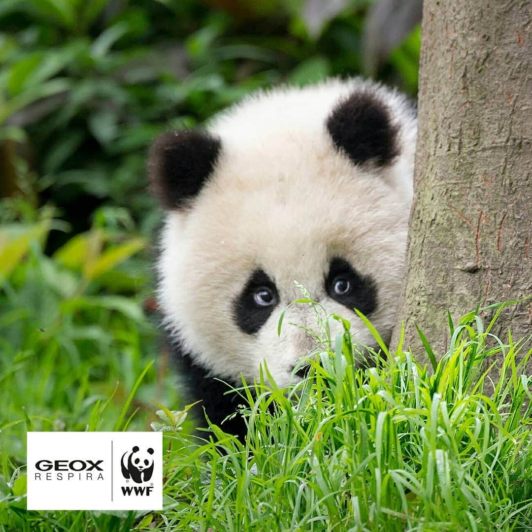 ジェオックスさんのインスタグラム写真 - (ジェオックスInstagram)「The giant panda, which @WWF has adopted as its symbol, used to be one the most popular species threatened with extinction. Thanks to coordinated eﬀorts, wild pandas numbers are increasing and the #panda is no more considered as “endangered” but ”vulnerable”.   Discover more at geox.com/wwf  #geoxsustainability」10月20日 1時47分 - geox