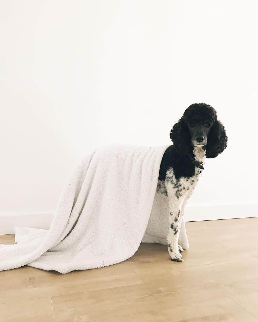 Robin May Flemingのインスタグラム：「Spooky ghost or poodle who just woke up from her morning nap?」