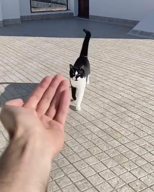 Aww Clubのインスタグラム
