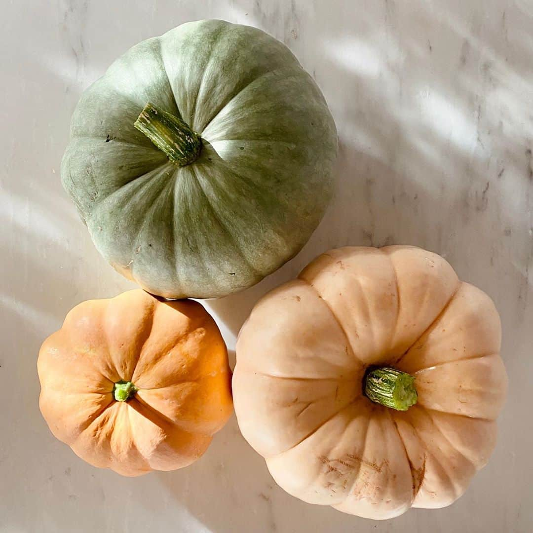 ローレン・コンラッドのインスタグラム：「We planted pumpkin seeds in our garden a few months ago and we actually got some pumpkins! 🎃 It was really exciting watching these guys grow!」