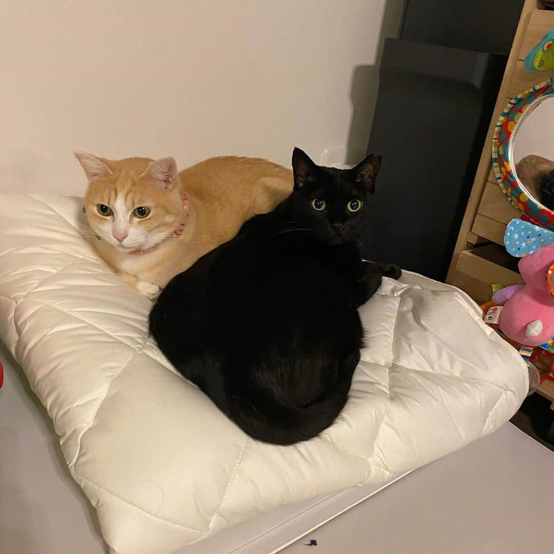 ストラッサー起一のインスタグラム：「猫のいる生活。  適度な距離感。  たまに触れと要求。  僕の要求には答えない。  でも  可愛い。  ヤマトとコムタンは猫らしい性格やわ😅  #猫 #保護猫 #野良猫」