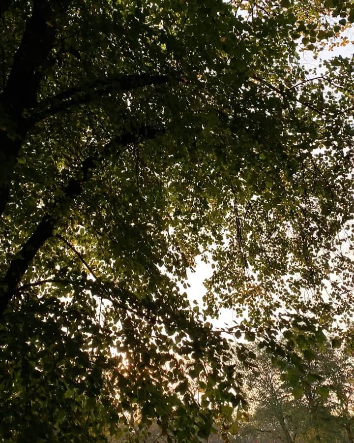 Amelia Zadroのインスタグラム：「Leaves falling  Mamma nature doing her magical autumn thing  My mind has been saying refine refine refine for the last few weeks I can’t believe it’s already time to start closing loops & wrapping up this crazy year 🍂 🍁🍂」