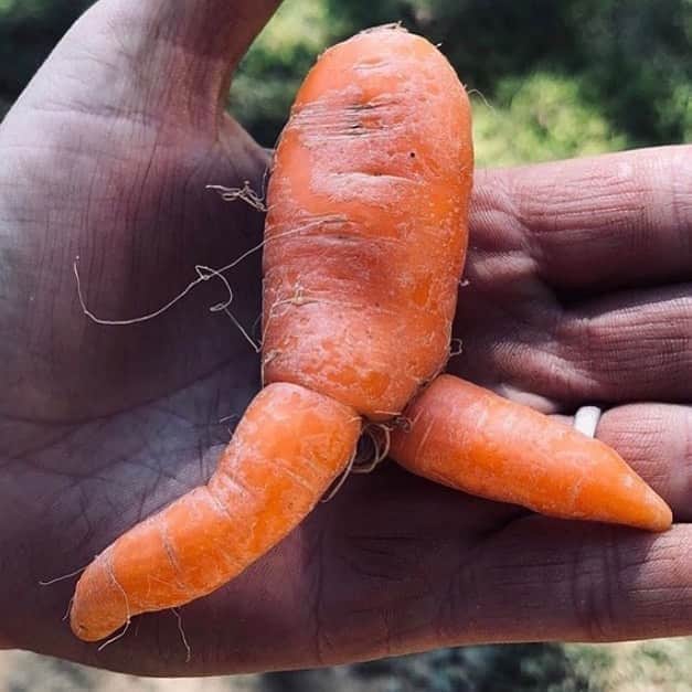 uglyfruitandvegのインスタグラム：「Carrot is on the way to vote! Pic by @fieldsedgefarm 🥕🏃‍♀️🏃🏃‍♂️🗳🇺🇸💫 #Vote #vote2020」