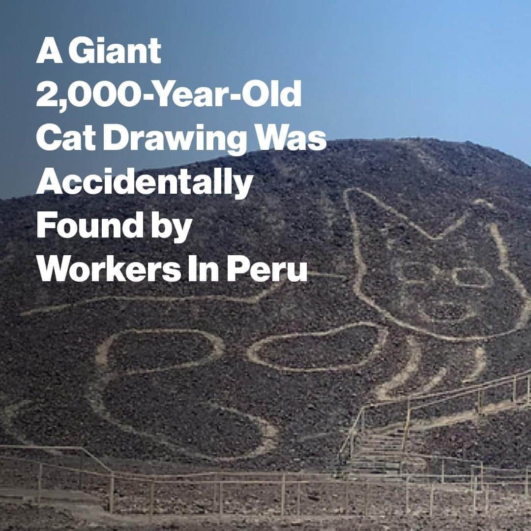 VICEさんのインスタグラム写真 - (VICEInstagram)「One of the oldest artistic depictions in the Nazca Lines, a mysterious collection of geoglyphs preserved in southern Peru, was discovered during recent remodeling efforts within this UNESCO World Heritage site.⁠ ⁠ More than 2,000 years ago, people in this region created a 37-meter-long outline of a sprawling cat on a hill slope according to a statement released on Thursday by Peru’s Ministry of Culture. ⁠The cat is similar in style to the dozens of other animal-inspired drawings in the region, which have mystified archaeologists and the public alike. ⁠ ⁠⁠ Link in bio for more.⁠ ⁠ 📸: Peru Ministry of Culture, Communication and Image Office」10月20日 3時02分 - vice
