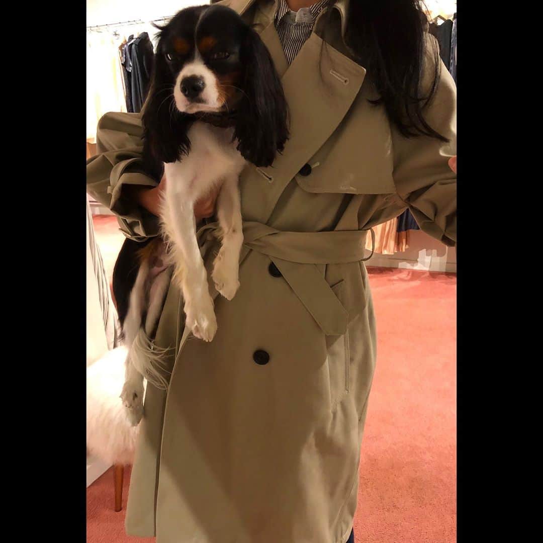 のインスタグラム：「Bishop observes himself and the York Trench backdrop.   #cavaliersofinstagram #westvillagelove #animallover #rhié」
