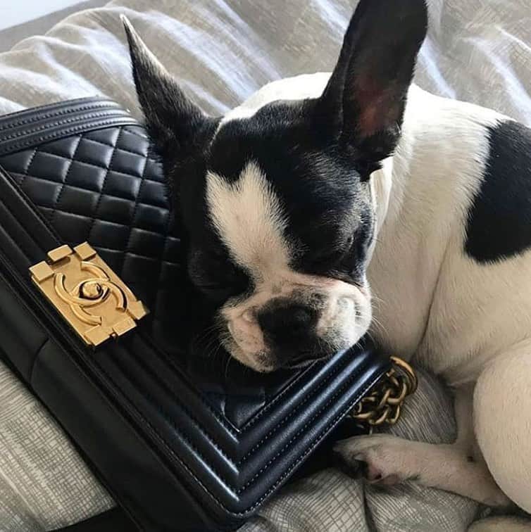 GILTのインスタグラム：「We can’t decide which we love more: the #Chanel or the pup. Photo by: @karend7.」