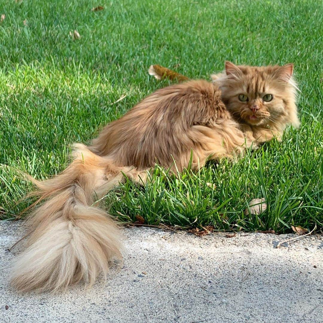 Coen, Ava, Reyのインスタグラム：「One floof to rule them all.」