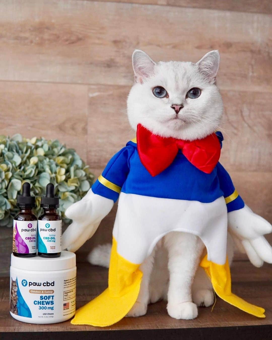 ミスター・ホワイトさんのインスタグラム写真 - (ミスター・ホワイトInstagram)「🎃Who’s ready to celebrate Halloween 🎉 Enter to WIN Paw CBD products for your pet in our Paw CBD's Howl-o-Ween Costume Contest!   📝 HOW TO ENTER: 1. post a pic of your pet in their Halloween costume on Instagram 2. tag @pawcbd in the photo 3. use #cbdhowloween in your caption  There will be 4 weekly winners, PLUS a Grand Prize Winner will be chosen by vote at the end of the month. Anyone who has entered all month long is still eligible for the future weeks!」10月20日 4時03分 - white_coffee_cat